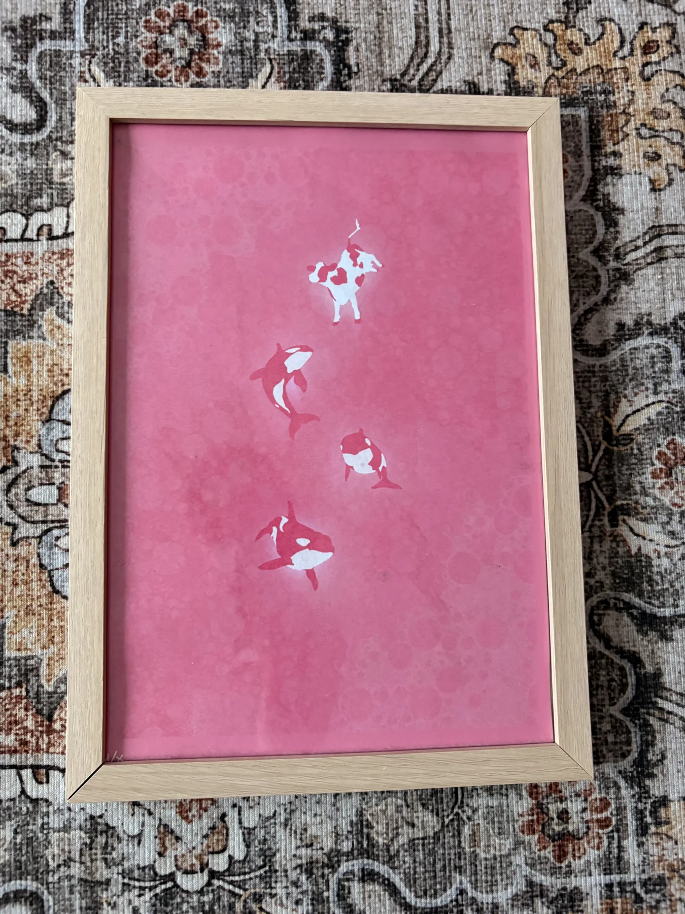 Lehmä ja miekkavalaat - kehystettynä